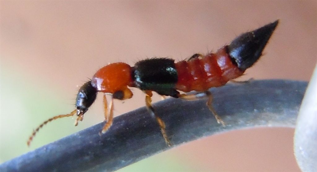 Paederus sp.